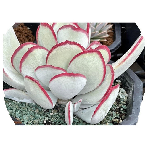 10x cotyledon orbiculata - 10x,