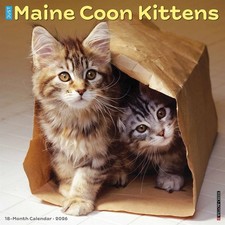 Maine Coon Kittens Calendar 2026 - Animal - Month To View
