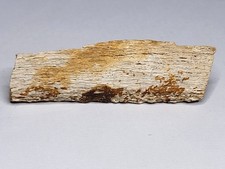 Hadrosaur Rib Section Fossil