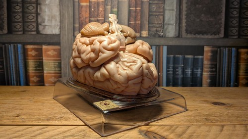 Somso brain model germany - somso,
