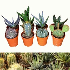 8 Mixed Aloe Vera Cactus Indoor Plants - 4 Aloe Vera & 4 Cactus in 5.5cm Pots