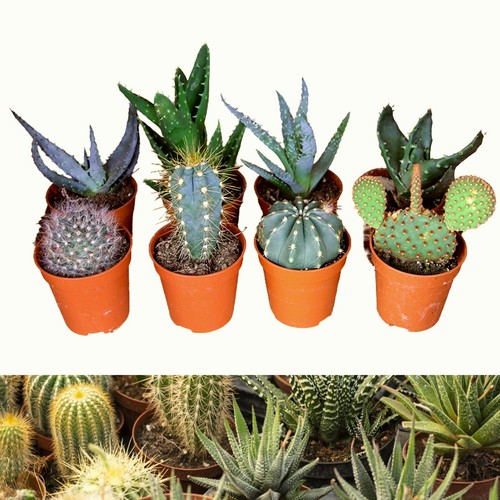 Mixed aloe vera - mixed,