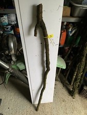 Seasoned Blackthorn SHANK