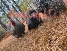 6+ Fertile Large Fowl Barred