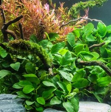 Live aquarium plant - live,