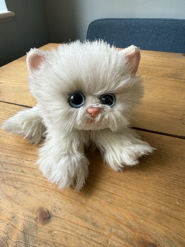 Kitty kittens - kitty,
