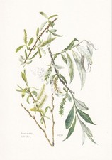1960 WHITE WILLOW Print -