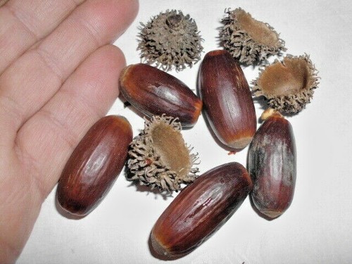 Cork oak acorns quercus - 12,