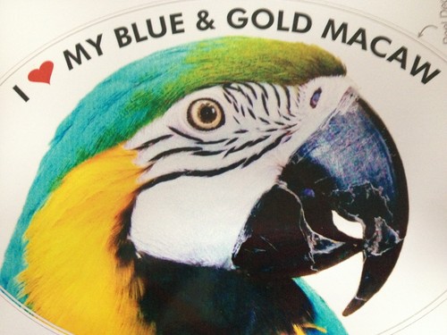 Blue gold macaw parrot - &,