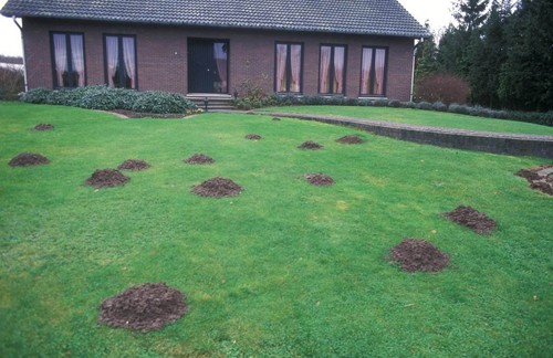 Garden moles removed - garden, west