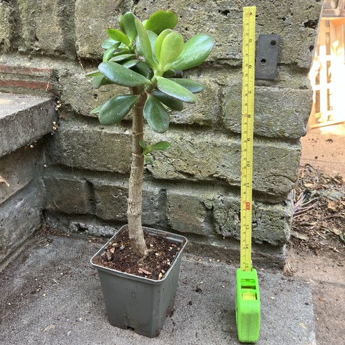 26cm jade money - 26cm, plant