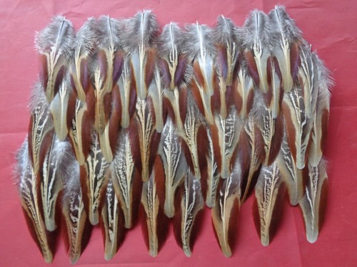 100 cock pheasant outer - 100,