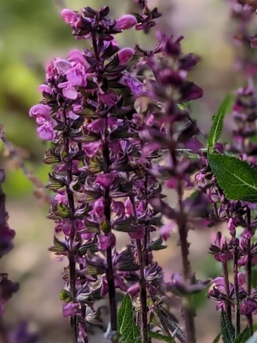 Salvia nemorosa pink wood - nemorosa,
