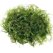 Taiwan moss taxiphyllum - taiwan,