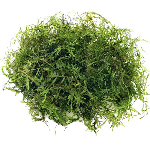 Taiwan moss taxiphyllum - taiwan,