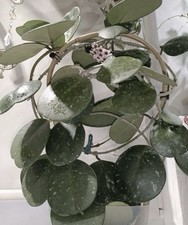 Hoya Obovata Splash Rooted Cutting Plant