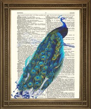 PEACOCK PRINTS: Vintage Bird