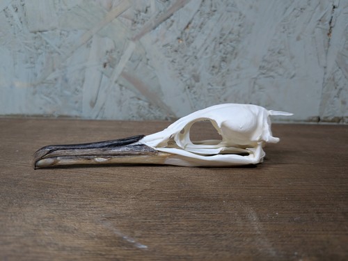 Shag bird skull - skull,, taxidermy