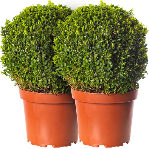 Buxus ball pack - buxus,