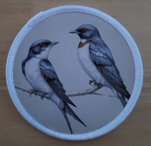 Pair swallows swallow bird - of,