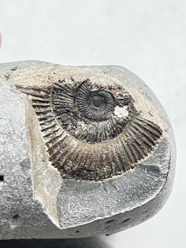 Whitby ammonite split nodule - whitby,