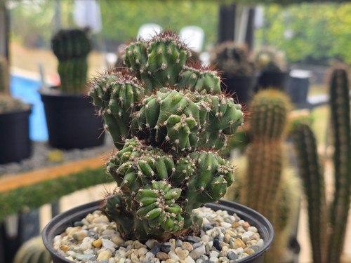 Cereus peruvianus monstrosus - ,