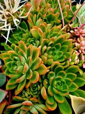 Echeveria Sanchez-Mejoradae