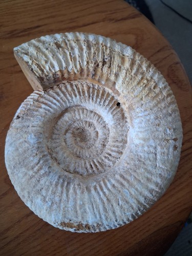 Perisphinctes ammonite fossil - ammonite,