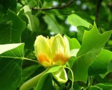 100 x TULIP TREE (LIRIODENDRON
