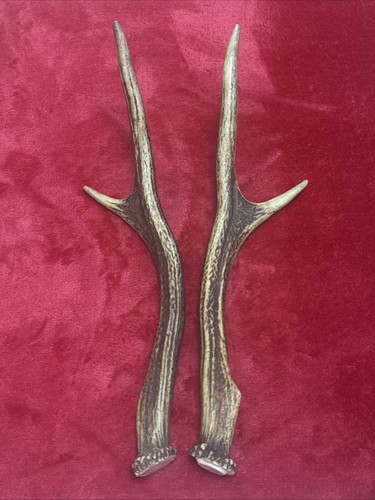 Pair sika deer antlers - pair, of