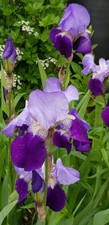 X3 Iris Germanica Two Tone Purple Old Variety, Eastern Europe Origin, Stunning
