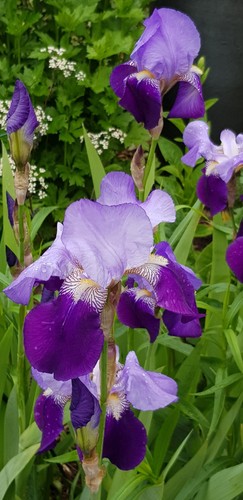 Iris germanica two tone - iris,