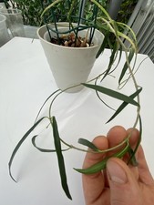 Hoya Sp Yvesrocheri Large Mature Mother Plant Multiple Peduncles And New Vine