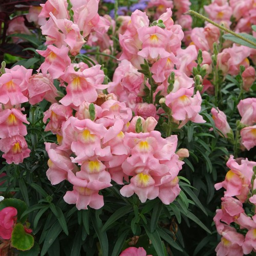 Appleblossom snapdragon seeds - appleblossom,