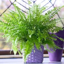 Boston Fern in 9cm Pot - Nephrolepis exaltata - Perfect Plant for Beginners