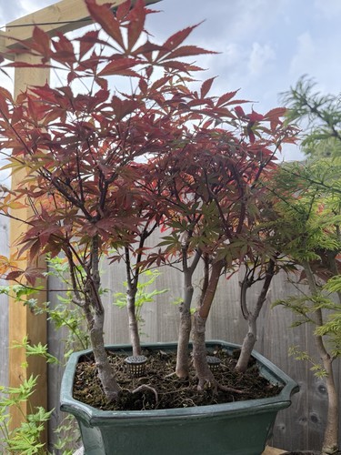 Large maple forest tree - large,