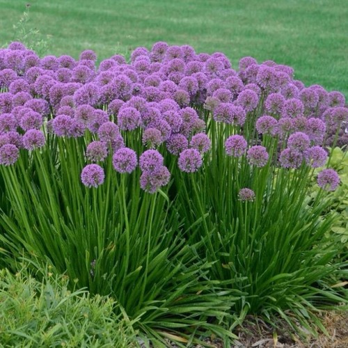 Allium millennium plant - allium, 2l