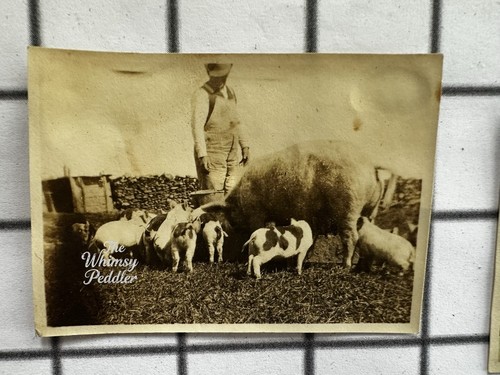 Vintage farm snapshot - vintage,
