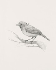 Bird Sketch I Original Artwork