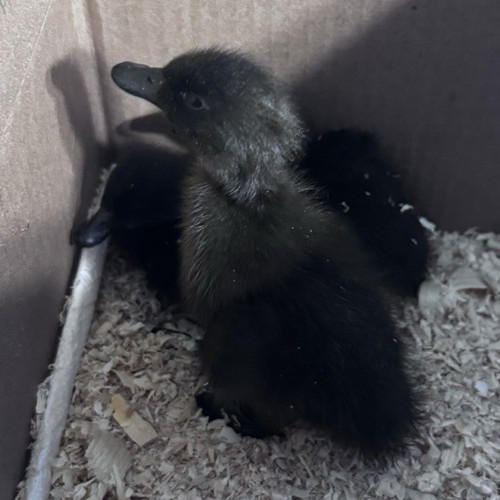 Cayuga duck hatching eggs - cayuga,