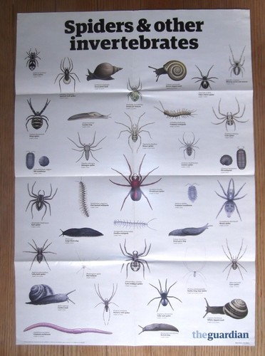The guardian wallchart wall - guardian,