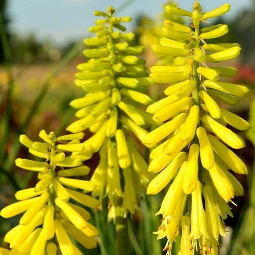 Kniphofia lemon popsicle - kniphofia,