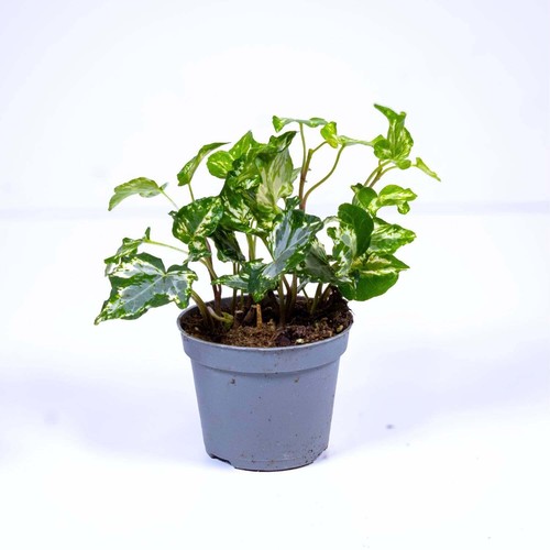 Hedera helix variegated common - hedera,