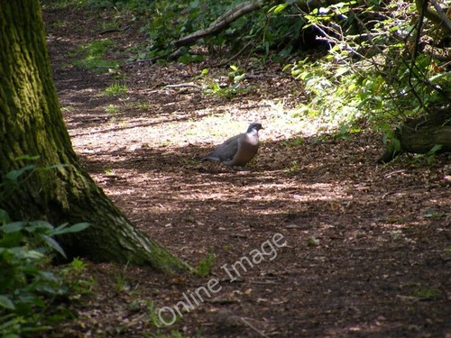 Photo 6x4 pigeon furzefield - 6x4,