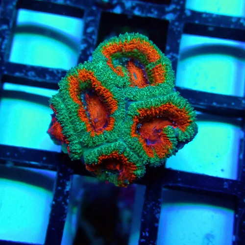 Wysiwyg acan lord coral frag - lord,