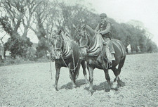 Suffolk Punch Rendlesham