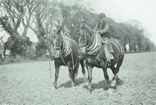 Suffolk punch rendlesham - punch,