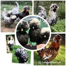 For sale at , PurelyPolishUK