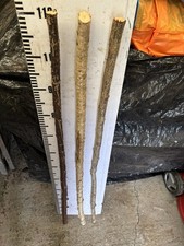 Hazel  Seasoned STICK WALKING