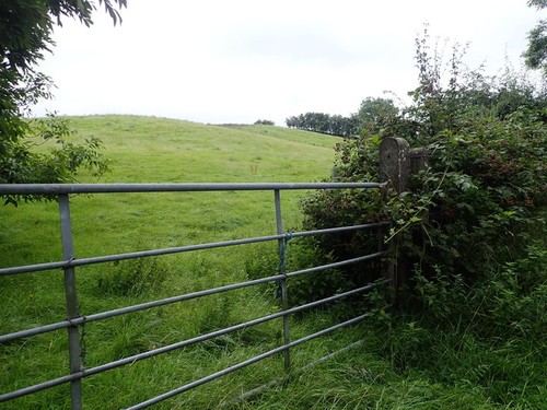 Photo 6x4 drumlin grazing - photo,